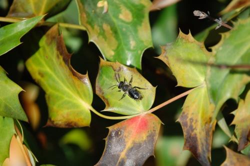 Andrena cineraria